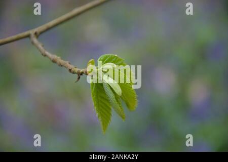 Frische grüne Blätter auf eine Niederlassung eines Hasel (Corylus avellana). Budburst, Entfaltung federblatt am Ende ein Zweig. Weich und junge Laub in w Stockfoto