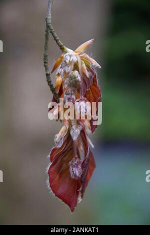 Der berühmte Rote/Braune Blätter auf einem Kupfer Buche (Fagus sylvatica f. purpurea). Junge, frische Wachstum - Blätter entfaltet von Knospen; weiche, behaart, Fell Stockfoto