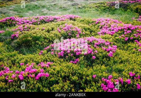 Fesselnde Szene des Alpine Valley im Sonnenlicht. Schönen Tag. Ort Karpaten Ukraine, Europa. Wunderbares Bild von Tapeten. Excellen Stockfoto