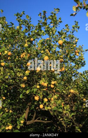 Gelbe Zitronenfrüchte auf Zitronenbaum, Citrus limon Stockfoto