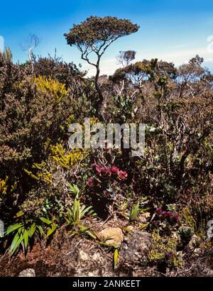 Mount Kinabalu Nationalpark, Sabah, Malaysia. Summit Trail, Ansicht von C3200 m Stockfoto