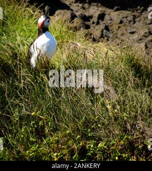 Süß und neugierig männlichen Papageitaucher stehend auf grasigen Felsen und Suchen mit geneigtem Kopf in die Kamera. Schuß an einem sonnigen Tag in der Nähe von Vik, Island. Copyspace, keine peo Stockfoto