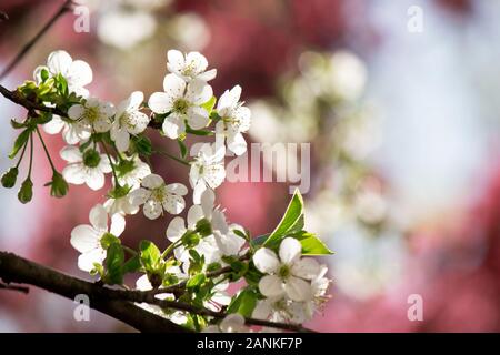 Weiß Apfelblüte auf der rosa Hintergrund. schönen Frühling Natur Landschaft im Garten. Bei schönem Wetter Stockfoto
