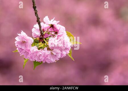 Sakura blühen im Garten. schöne Natur Landschaft im Frühling Stockfoto