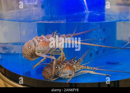 Lebendig Hummer in den Wassertank auf Seafood Market Stockfoto