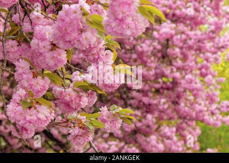 Kirschblüte im Park. Fantastisch Frühling Natur Landschaft. in der Nähe von blühenden Zweigen von Sakura Bäumen. wunderschöne Farbkombination aus rosa Blüten Stockfoto