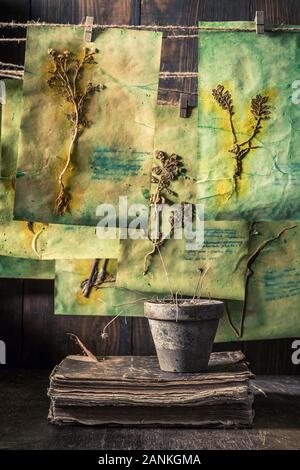 Seltsame herbalist Workshop mit getrockneten Kräutern und Blumen Stockfoto