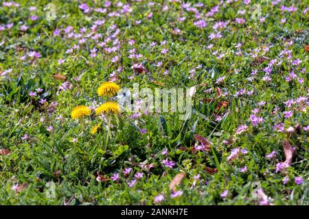 Gelber Löwenzahn Blumen in das grüne Gras unter Purple germander speedwell. Gemeinsame blühende Unkräuter. Frühling Natur Hintergrund an einem sonnigen Tag. Stockfoto