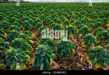 Rosenkohl in Feld im Winter, East Lothian, Schottland, Großbritannien Stockfoto