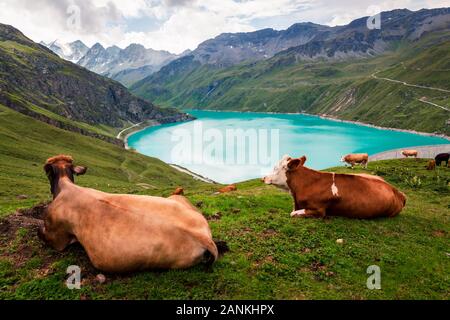 Zwei Kühe liegend auf der Alm in den Walliser Alpen in der Nähe des Stausee Lac de Moiry. Grimentz, Val d'Anniviers, Wallis, Schweiz, Europa Stockfoto