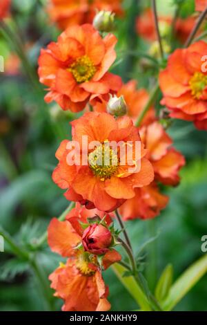 Geum "Prinses Juliana" Blumen. Stockfoto