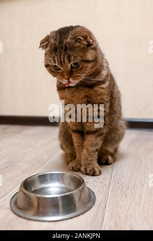 Tabby Scottish Fold Katze neben einem futternapf Warten auf das Essen. Gesunde Katze Diät Stockfoto