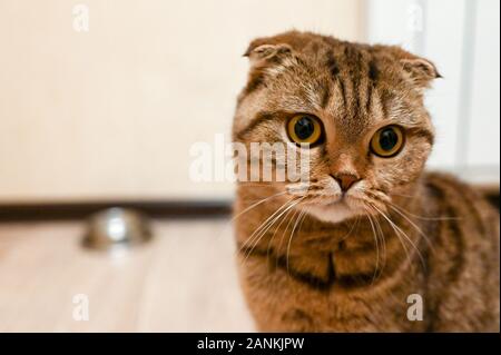 Tabby schottischen Katze warten auf das Essen in der Küche. Gesunde Katze Diät Stockfoto