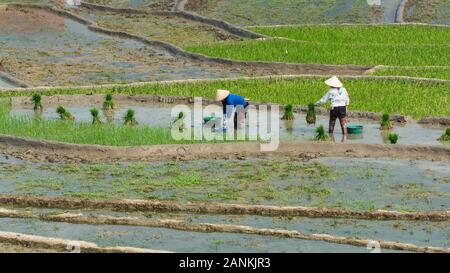 Sapa, Vietnam - Mai 2019: Hmong Leute arbeiten auf Reisterrassen in Lao Cai Provinz. Bepflanzung auf dem Wasser. Stockfoto