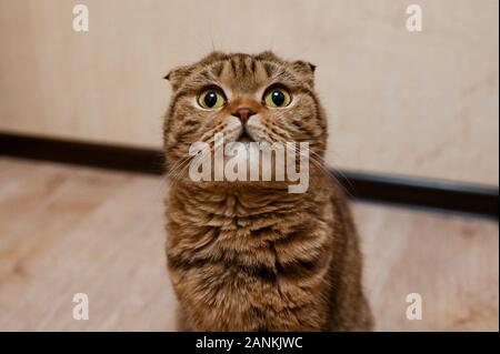 Closeup Portrait von Scottish Fold Katze mit gelben Augen. Schöne gestromte Kurzhaar Katze Stockfoto