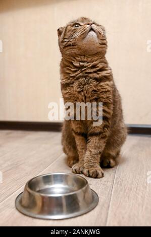 Tabby Scottish Fold Katze neben einem futternapf Warten auf das Essen. Gesunde Katze Diät Stockfoto