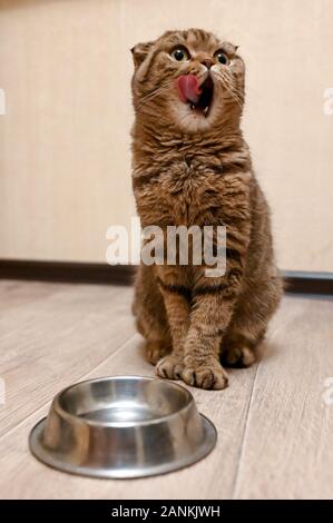 Tabby Scottish Fold Katze neben einem futternapf Warten auf das Essen. Gesunde Katze Diät Stockfoto