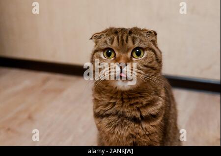 Closeup Portrait von Scottish Fold Katze mit Mund und Zunge warten auf das Essen Stockfoto