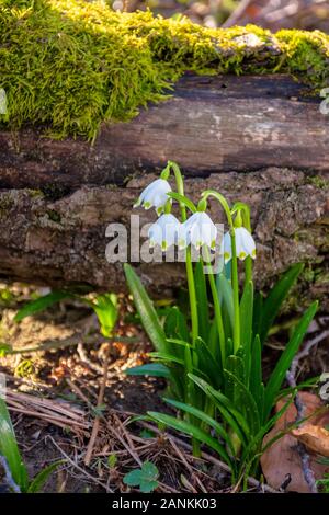 Schneeflocke Blüte im Wald. Frühling Landschaft mit den ersten Blumen. sonniges Wetter. Moos bedeckt gefallenen Baum im Hintergrund Stockfoto