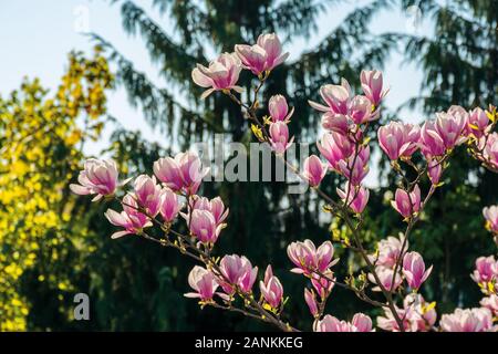 Rosa Blüte der Magnolie. Grosse Blumen auf dem Zweig an einem sonnigen Tag. Garten Natur Hintergrund. happy Frühling Stimmung. der Frühling ist da Stockfoto