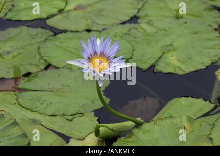 Lila Seerose in einem See in Hawaii USA Stockfoto