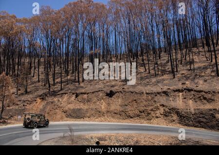 Cudlee Creek Adelaide Hills. 17. Januar 2020. Eine australische Armee Fahrzeug fährt hinter einem Wald von verbrannten Eukalyptusbäumen und geschwärzten Stämme an Cudlee Creek in den Adelaide Hills im Gefolge der verheerenden Buschbrände. Credit: Amer ghazzal/Alamy leben Nachrichten Stockfoto