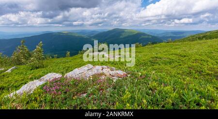 Blühende Wildkräuter auf dem grasbewachsenen Hügel. schöne Natur Landschaft der Almen in Karpaten. Sommer Wetter mit Wolken am blauen Himmel Stockfoto