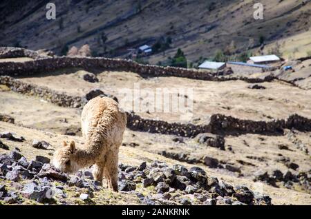 Ein Lama in der Nähe eines kleinen Dorfes auf Lares Trek, Peru. Im Hintergrund sehen Sie ein paar Bauernhäuschen Stockfoto