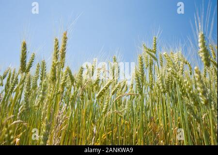 - Kornfeld Weizenfeld Stockfoto