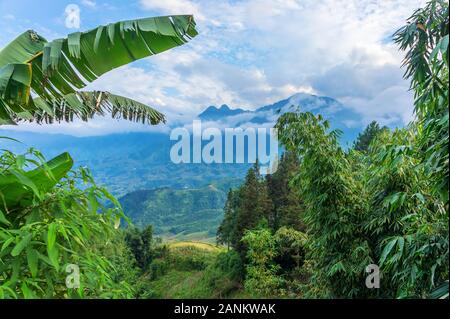 Wunderschöne Aussicht auf terrassierten Reisfeldern und der Berg in den Wolken. Im Vordergrund sind große Banane und bambusblätter. Stockfoto