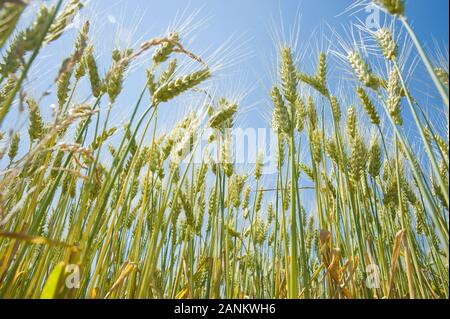 - Kornfeld Weizenfeld Stockfoto