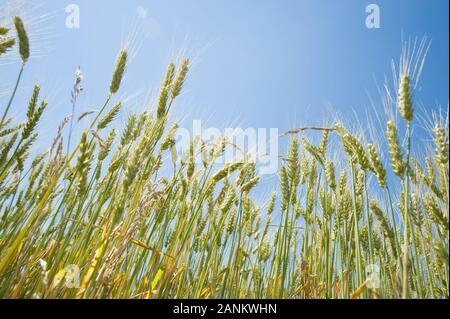 - Kornfeld Weizenfeld Stockfoto