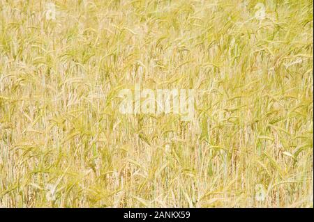 - Kornfeld Weizenfeld Stockfoto