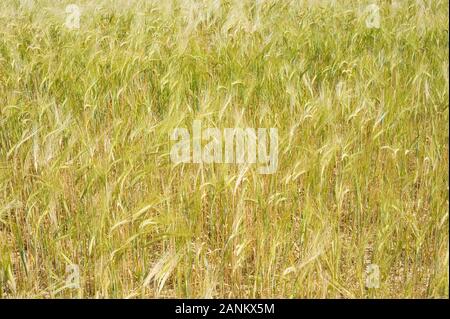 - Kornfeld Weizenfeld Stockfoto