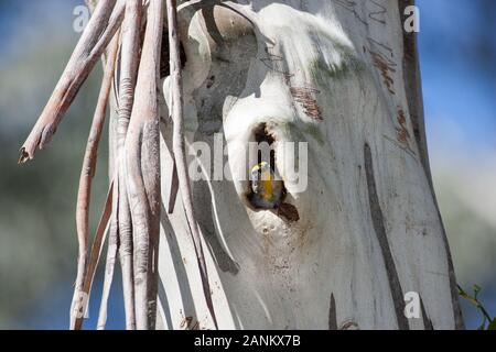 Gestreift Pardalote im Nest Haupteingang Stockfoto