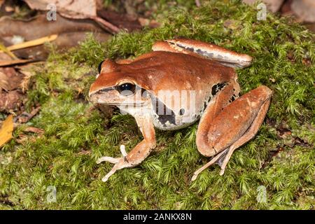 Weibliche Stony Creek Frosch Stockfoto