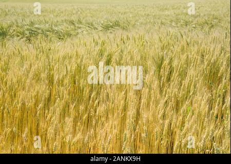 - Kornfeld Weizenfeld Stockfoto