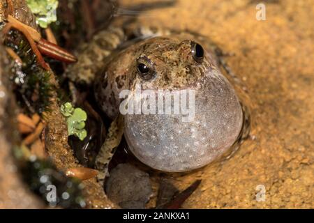 Gemeinsame östlichen Froglet Aufruf Stockfoto