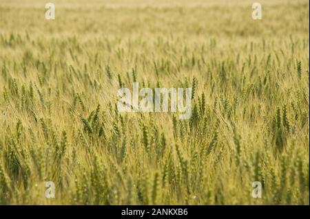 - Kornfeld Weizenfeld Stockfoto