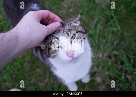 Süße Nahaufnahme der Kurzhaarkatze, die gestreichelt wird Stockfoto