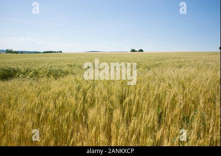 - Kornfeld Weizenfeld Stockfoto