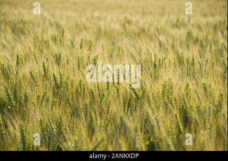 - Kornfeld Weizenfeld Stockfoto