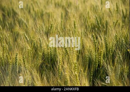 - Kornfeld Weizenfeld Stockfoto