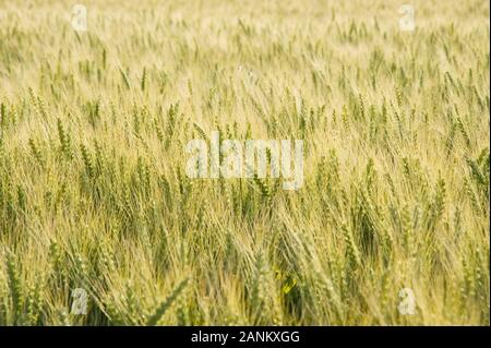 - Kornfeld Weizenfeld Stockfoto