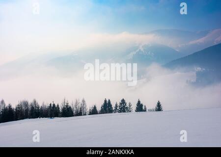 Fichtenwald auf einem schneebedeckten Berg Wiese. schöne winterliche Landschaft mit entfernten Ridge. Wunderbares sonniges Wetter mit Nebel und Dunst im Valle Stockfoto