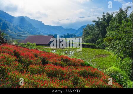 Terrasse Reisfeld, rote Blumen und Blick auf die Berge. Sapa, Vietnam Stockfoto