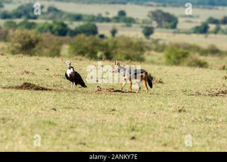 Ein schwarzer Schakal auf der Suche nach Fetzen in der Nähe eines Löwen Jagen Sie im Masai Mara National Reserve während einer Wildtiersafari Stockfoto