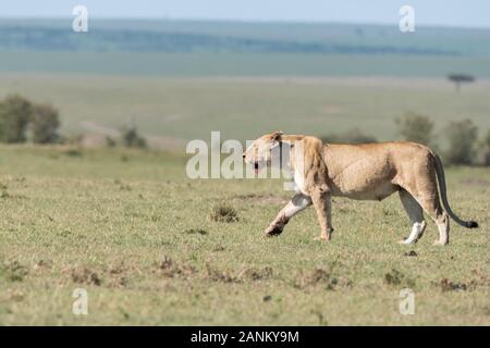 Eine weibliche Löwin aus doppeltem Kreuzstolz, die in den Ebenen Afrikas im Masai Mara National Reserve während einer Wildtier-Safari spazieren geht Stockfoto