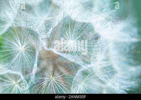 Leiter der Samen der Pflanze - Tragopogon flache Tiefenschärfe Stockfoto