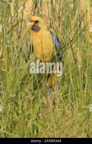 Green Rosella, Native auf Tasmanien in Victoria, Australien gefunden. In der Regel nicht in Australien gefunden, sitzen auf den Haufen Gras essen Samen. Stockfoto